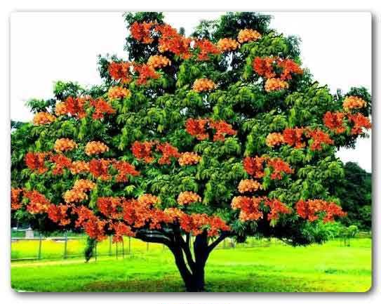  Uttar Pradesh State tree, Ashoka, Saraca asoca
